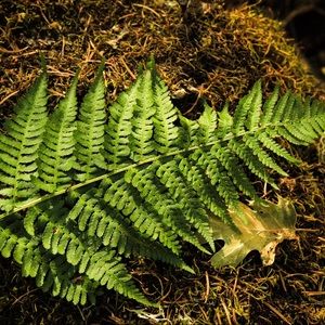 Meet your Posher, Makayla